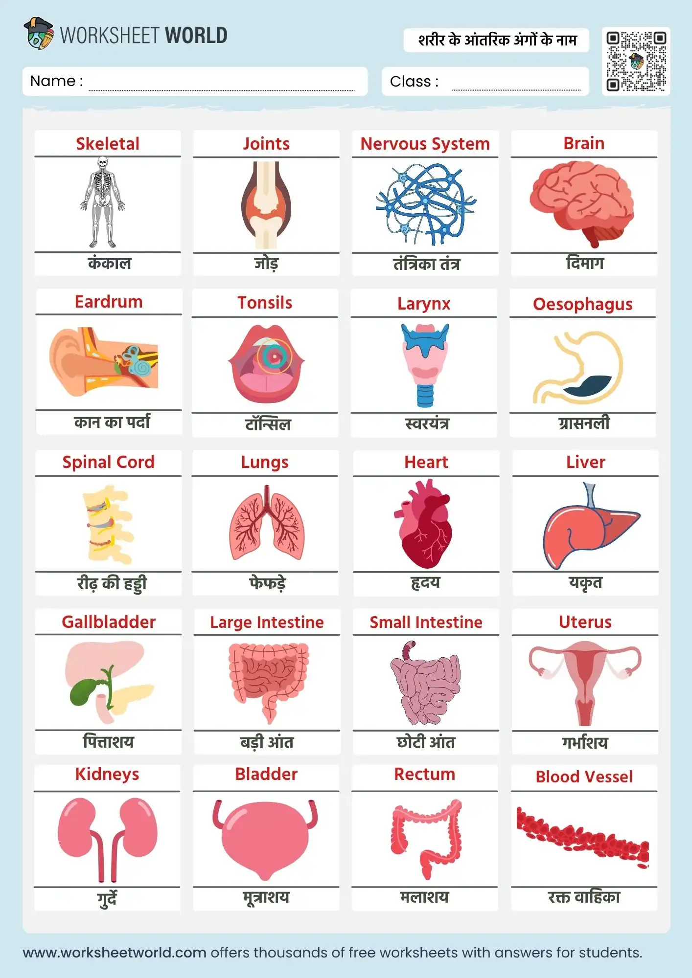 internal body parts name in hindi and english chart for kids