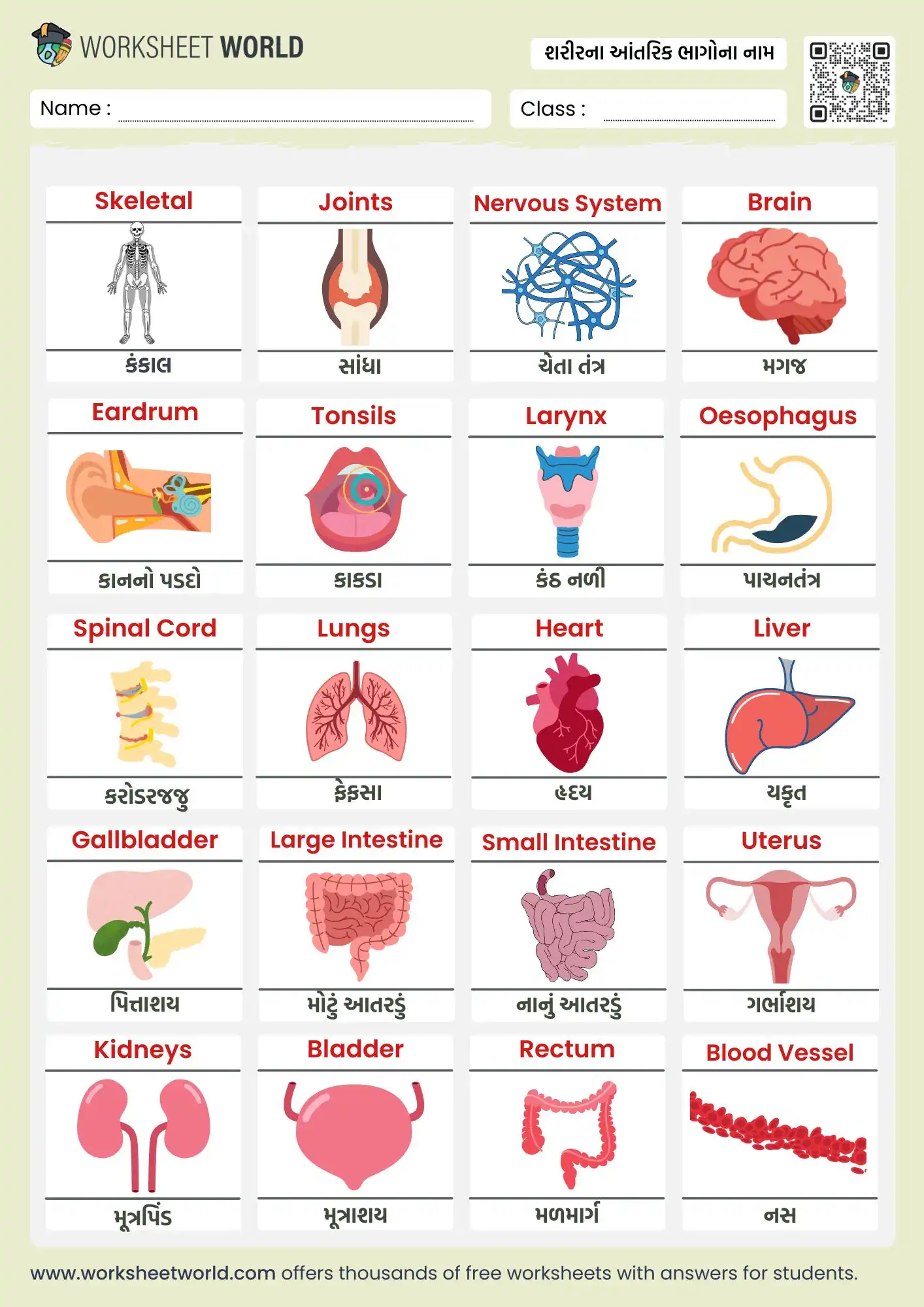 internal-organ-name-in-gujarati-and-english-chart internal organ name in gujarati and english chart for kids