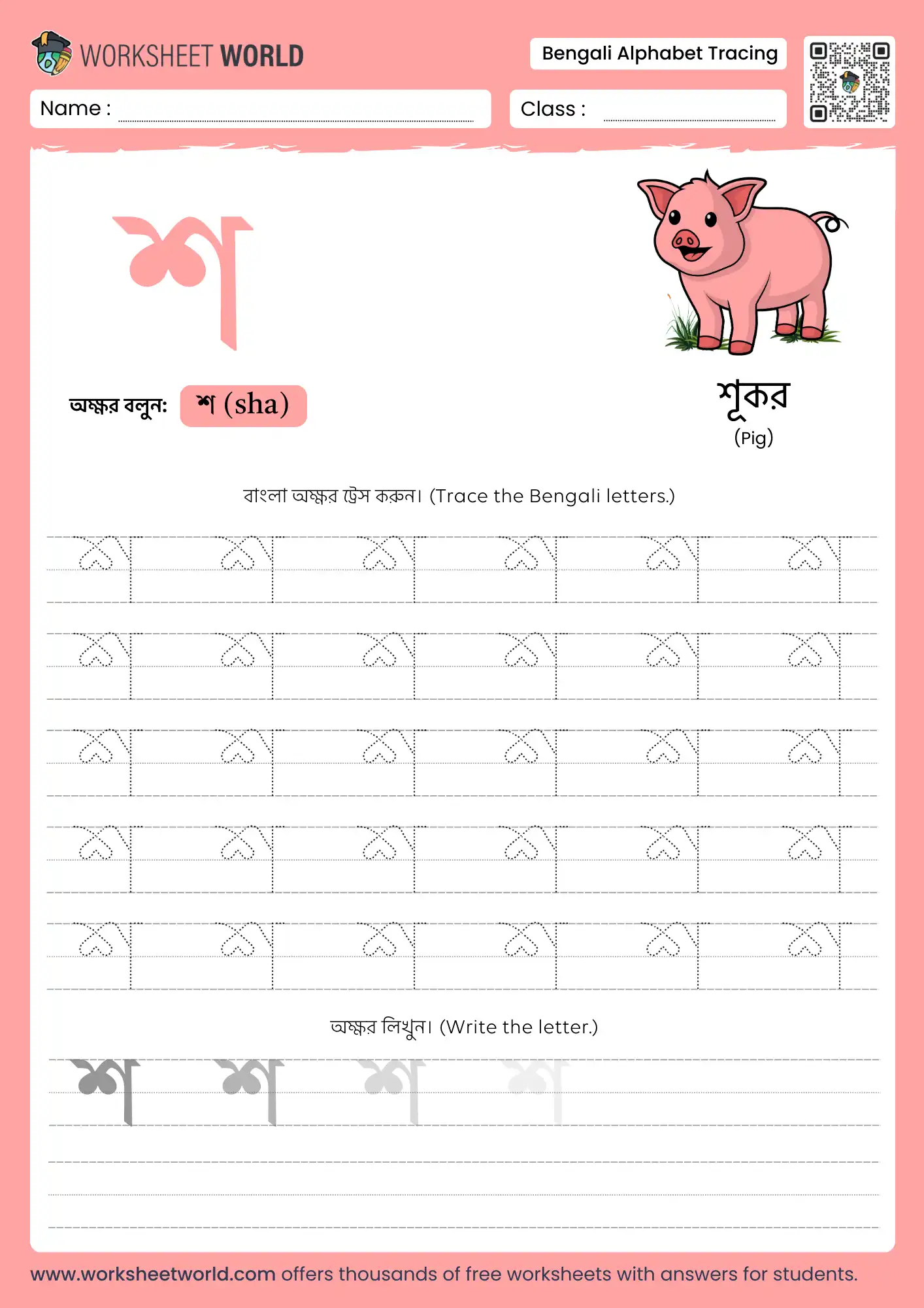 letter sha bengali alphabet tracing worksheet with pig picture for kids learning.